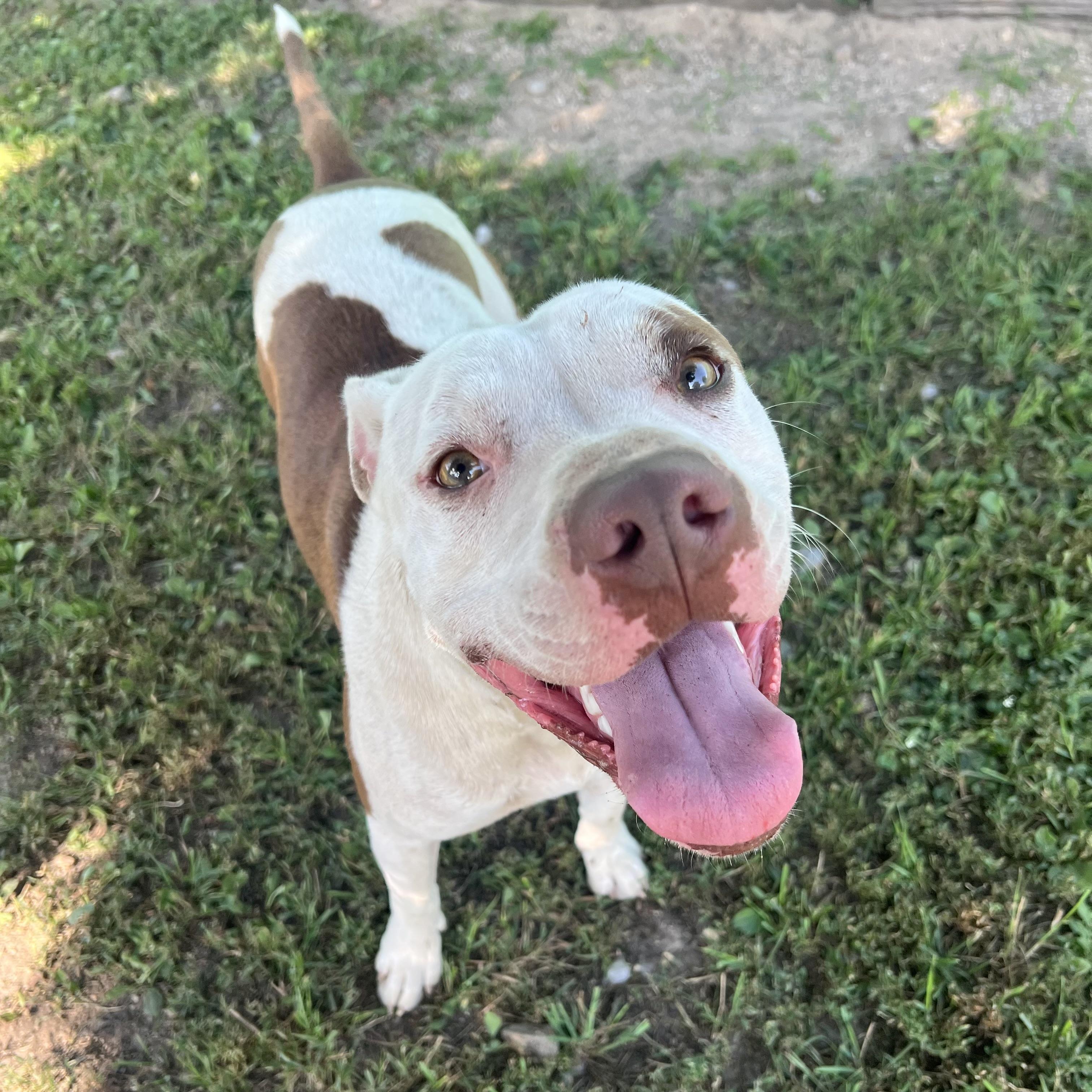 Ozzy, a Adoptable mixed breed in Fairmont, MN image 6/6