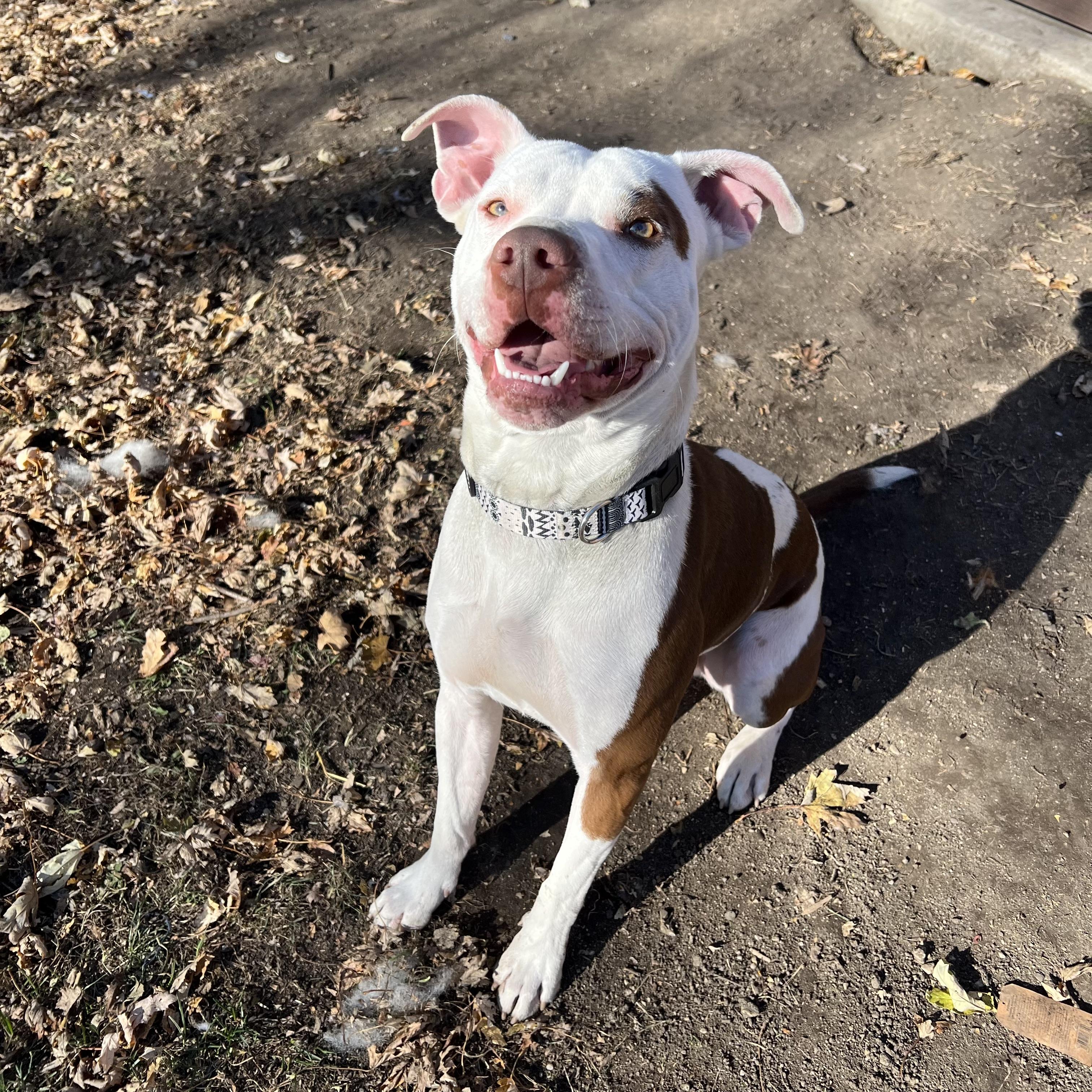 Ozzy, a Adoptable mixed breed in Fairmont, MN image 3/6