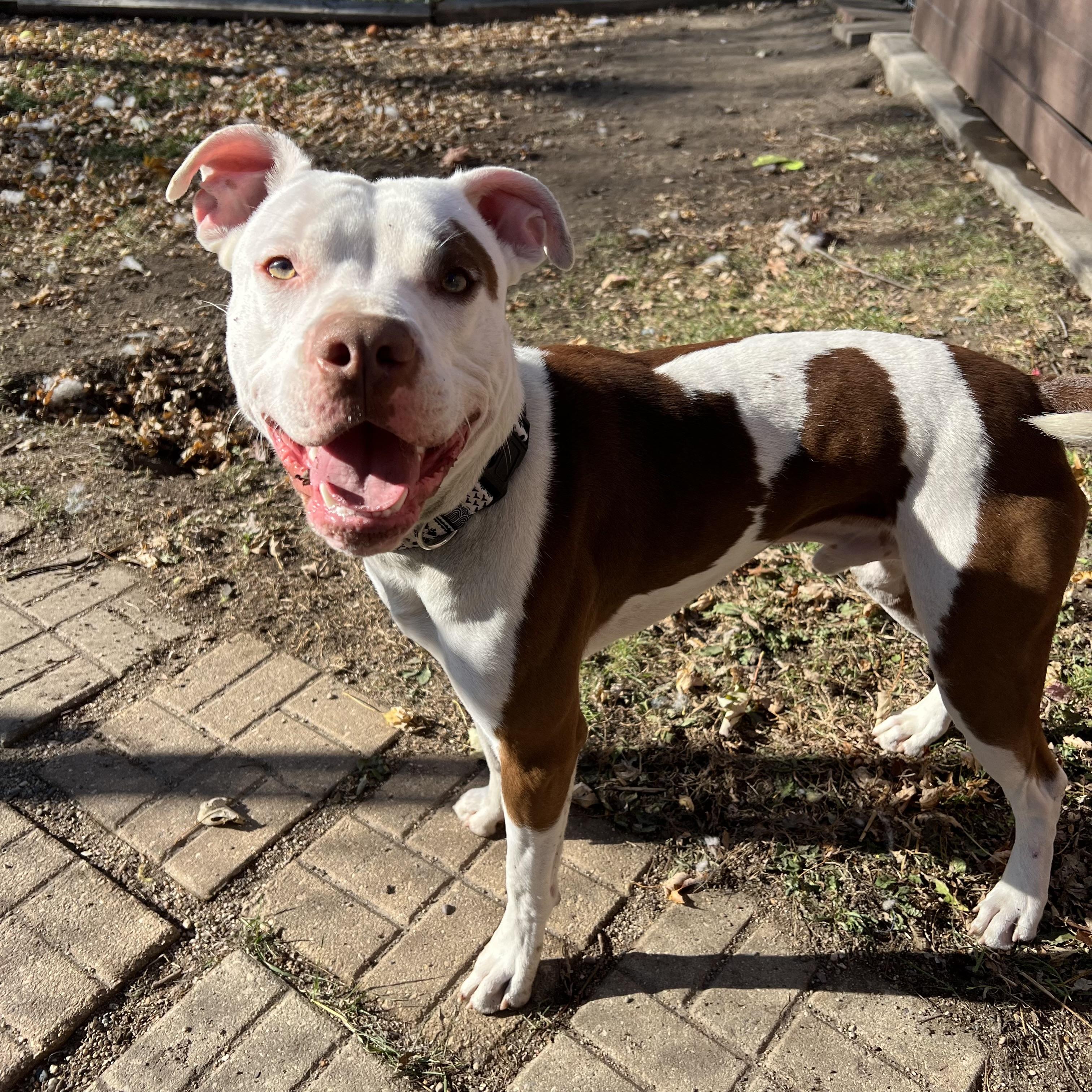 Ozzy, a Adoptable mixed breed in Fairmont, MN image 5/6