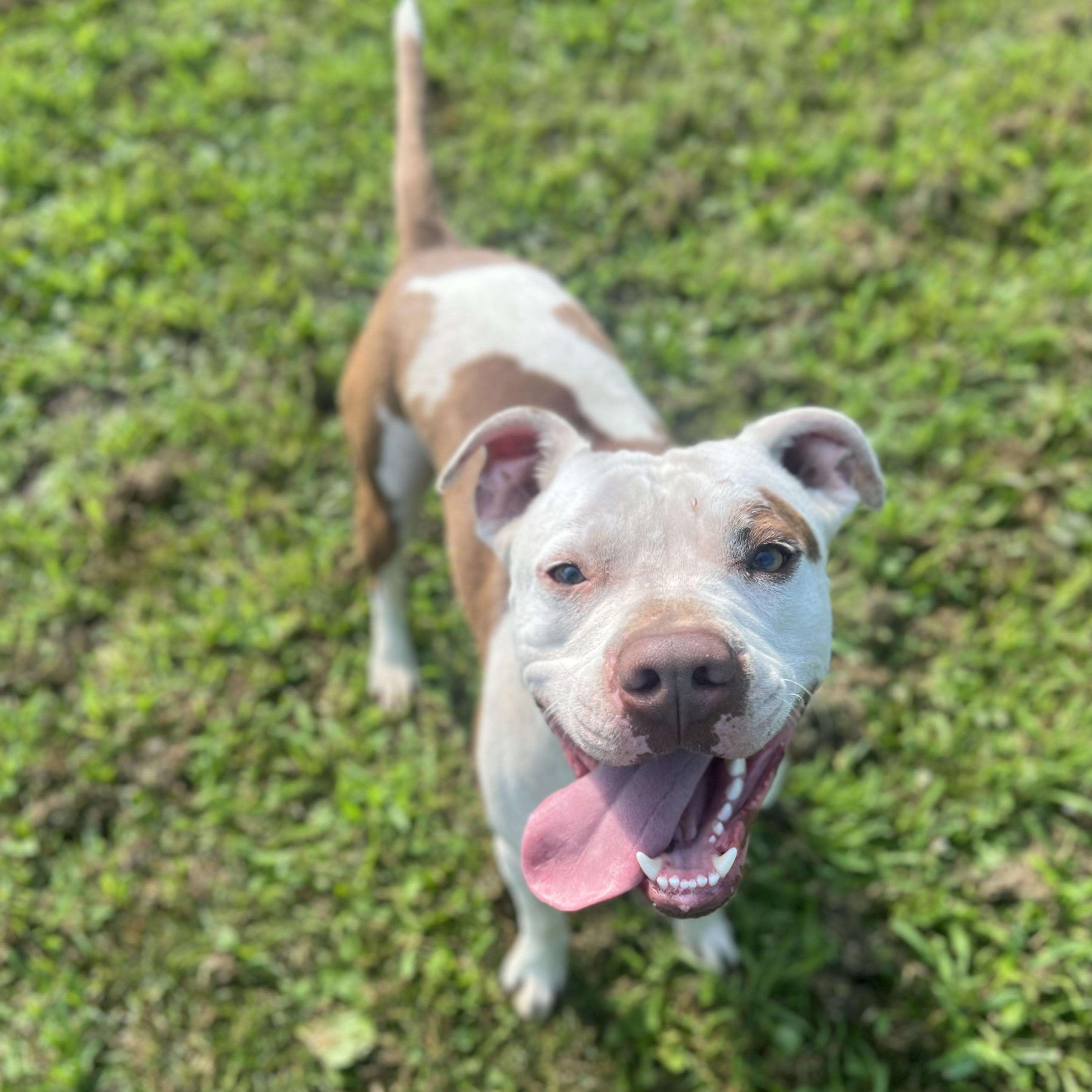 Ozzy, a Adoptable mixed breed in Fairmont, MN image 5/6