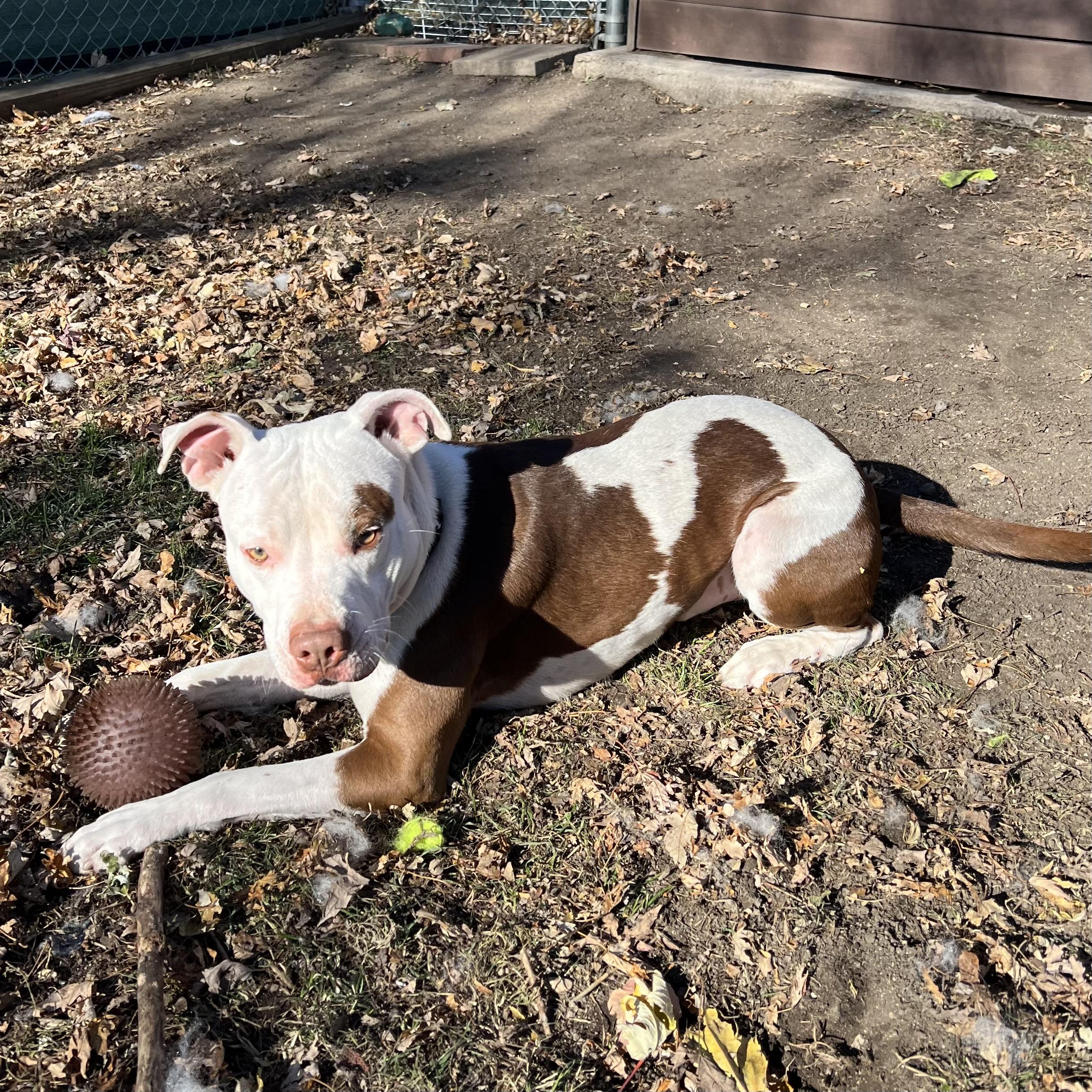 Ozzy, a Adoptable mixed breed in Fairmont, MN image 6/6