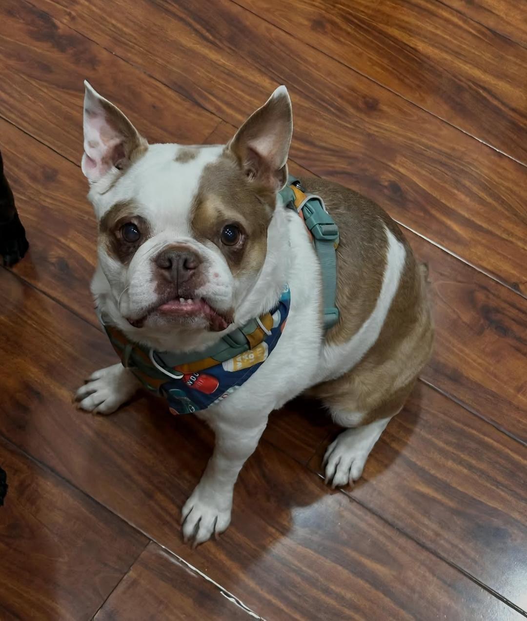 Enlarge Finley in UT, a Adoptable Boston Terrier in Salt Lake City, UT image 1/6