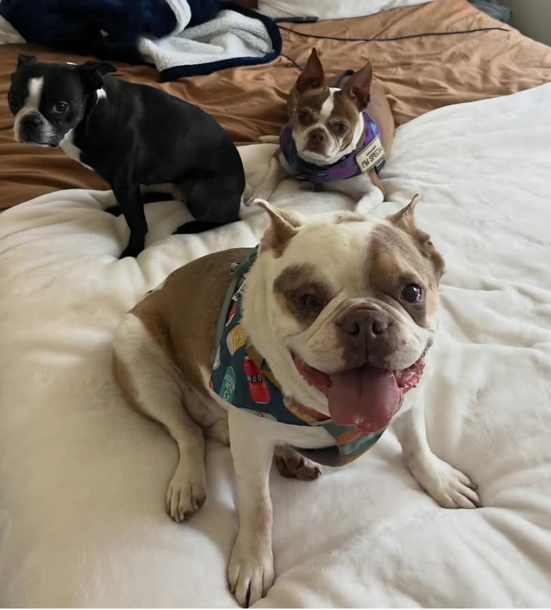 Enlarge Finley in UT, a Adoptable Boston Terrier in Salt Lake City, UT image 6/6