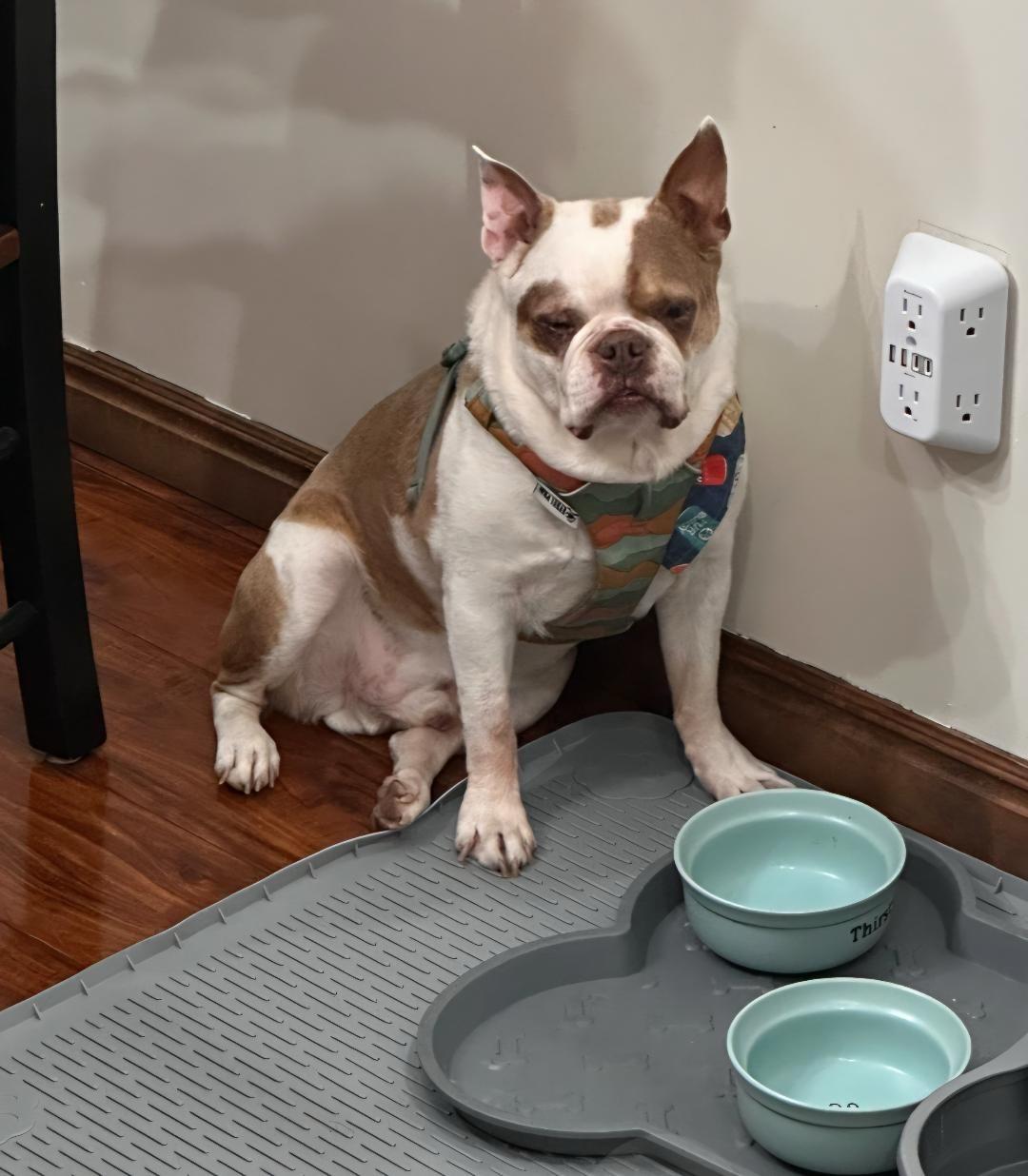 Enlarge Finley in UT, a Adoptable Boston Terrier in Salt Lake City, UT image 2/6