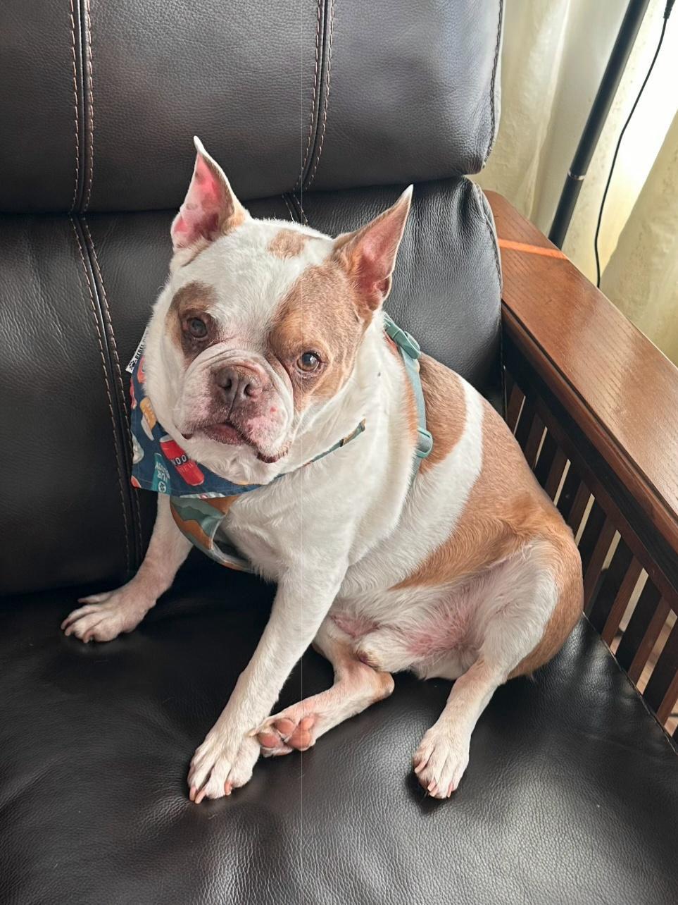 Enlarge Finley in UT, a Adoptable Boston Terrier in Salt Lake City, UT image 3/6