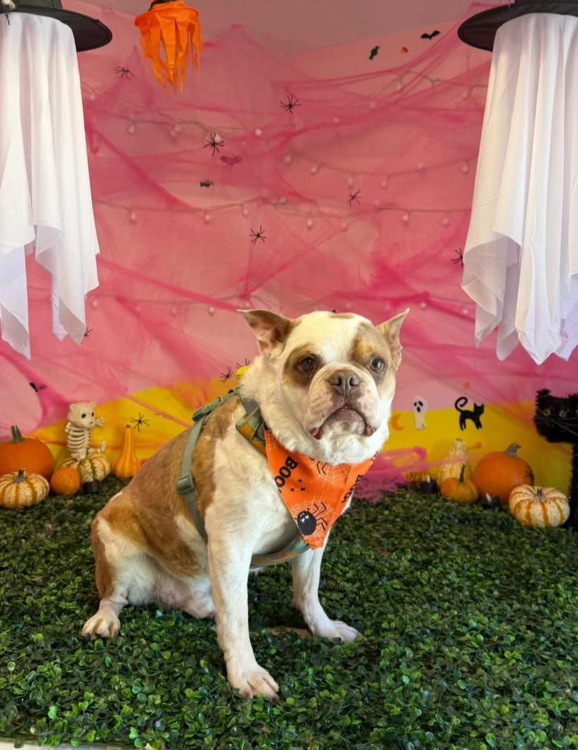 Enlarge Finley in UT, a Adoptable Boston Terrier in Salt Lake City, UT image 5/6