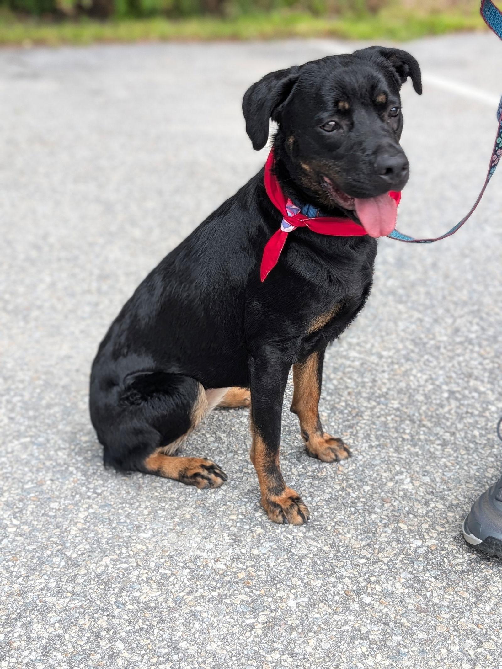 Peanut, Adopted, Adult Female Rottweiler.