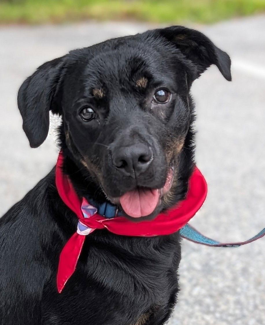 Enlarge Peanut, a Adopted Rottweiler in Hillsboro, NH image 3/3