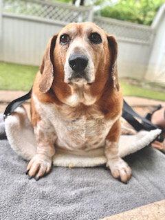 Cinnabon (Cinny), a Adopted mixed breed in Nashville, TN image 1/3
