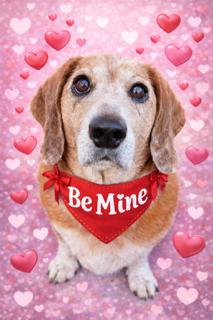 Cinnabon (Cinny), a Adopted mixed breed in Nashville, TN image 2/3