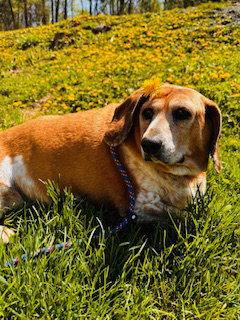 Cinnabon (Cinny), a Adopted mixed breed in Nashville, TN image 3/3