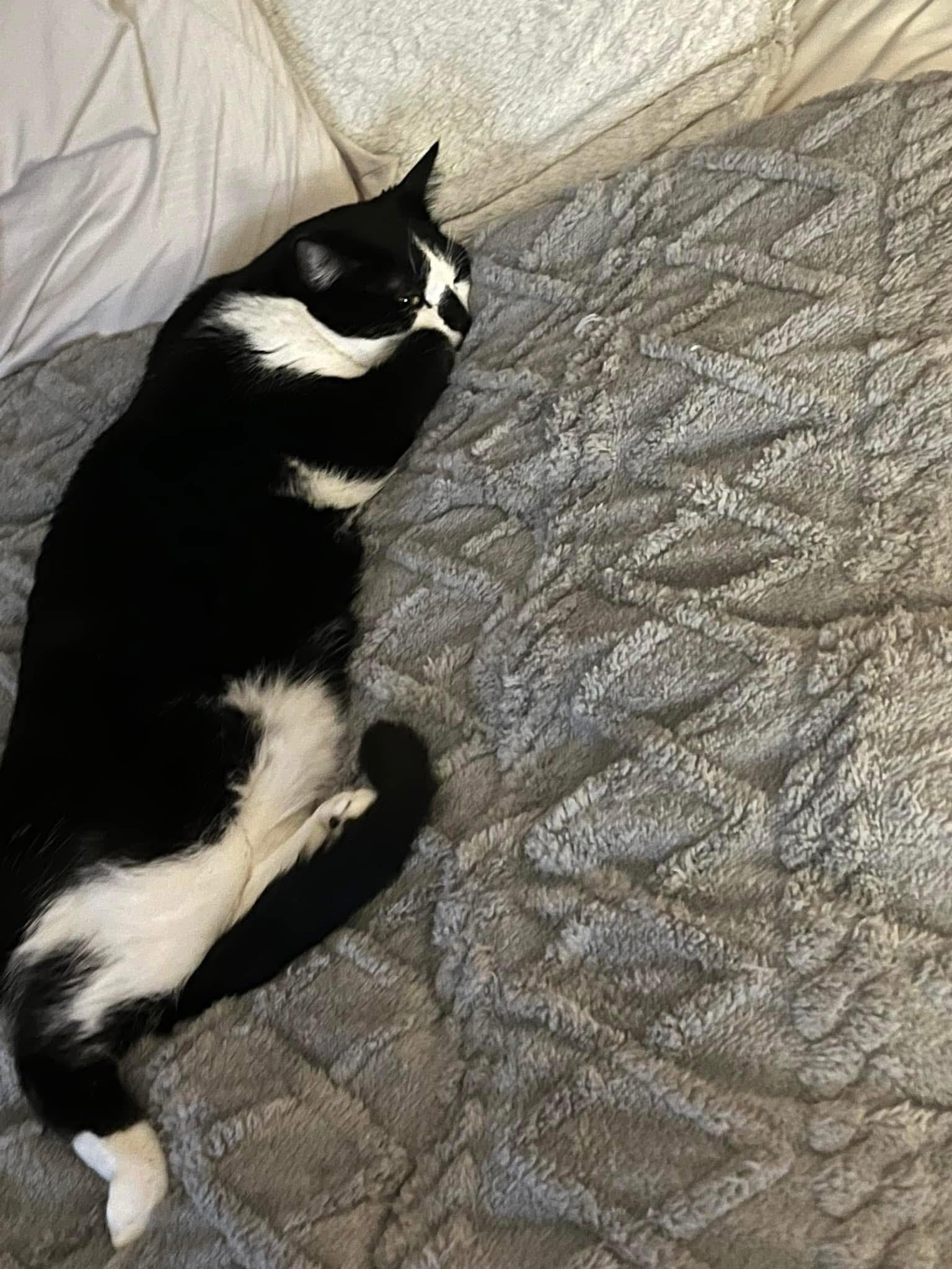 Pepper & Dottie (BONDED SIBLINGS) 2