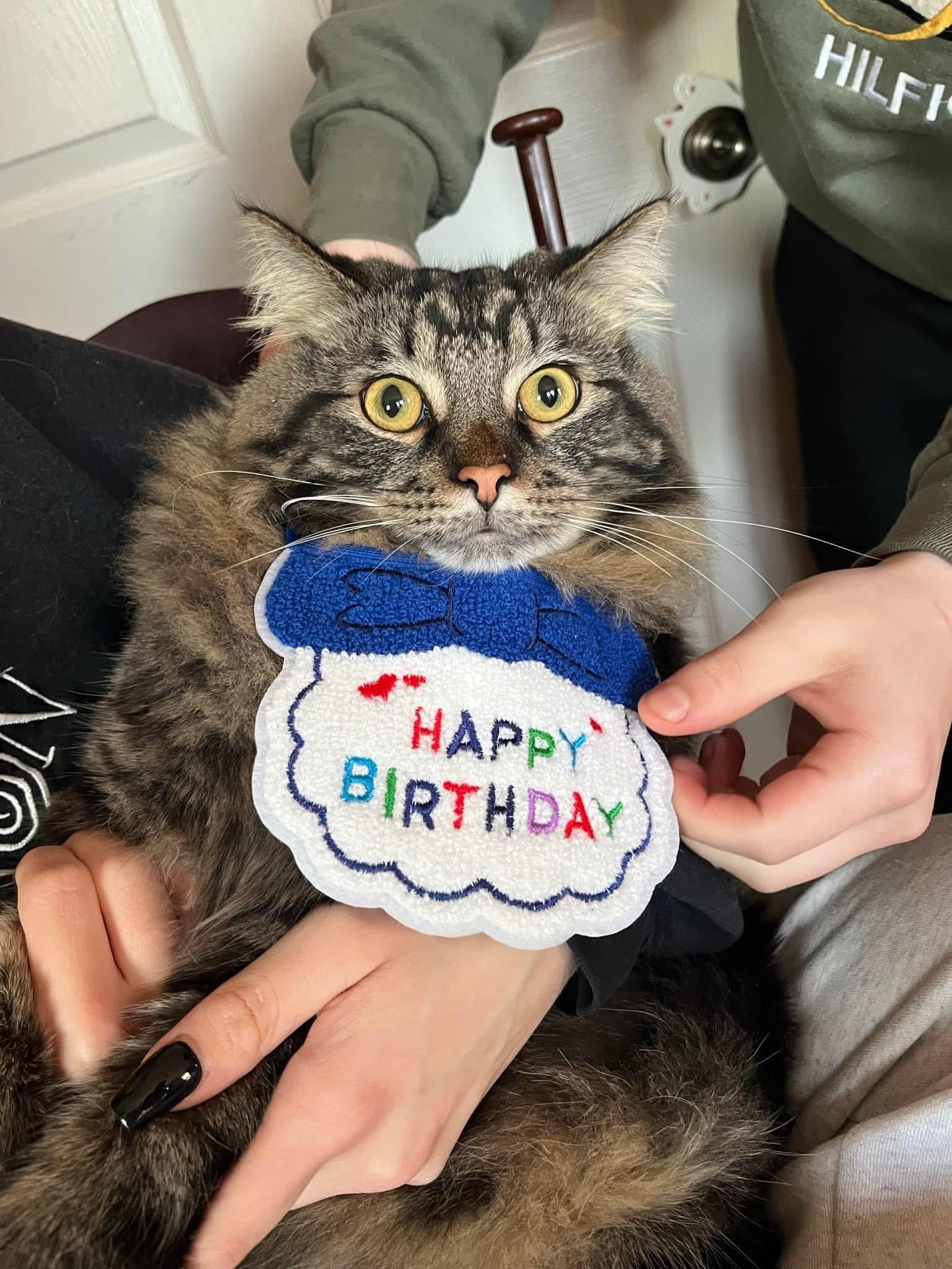 Pepper & Dottie (BONDED SIBLINGS)