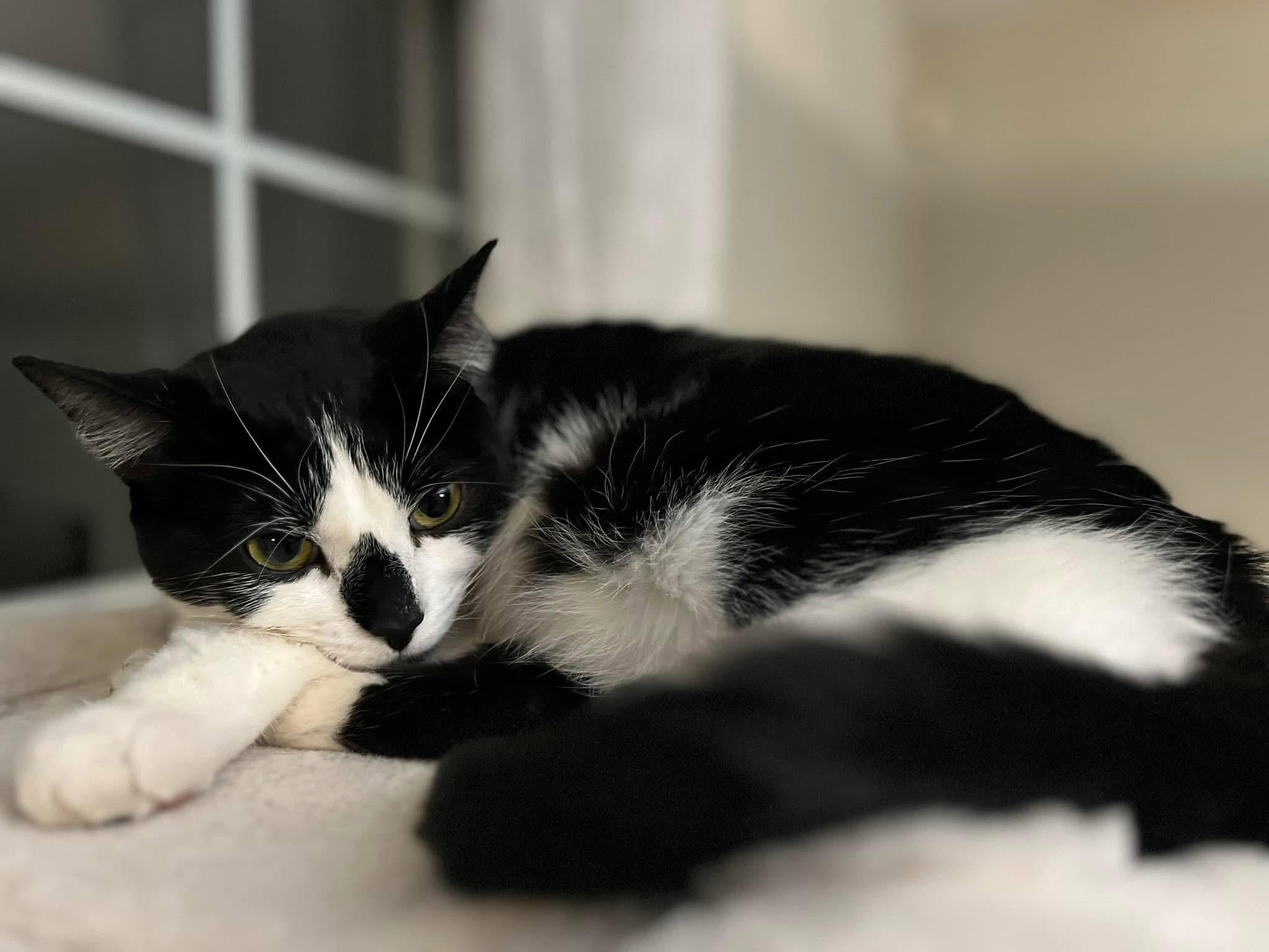 Pepper & Dottie (BONDED SIBLINGS) 3