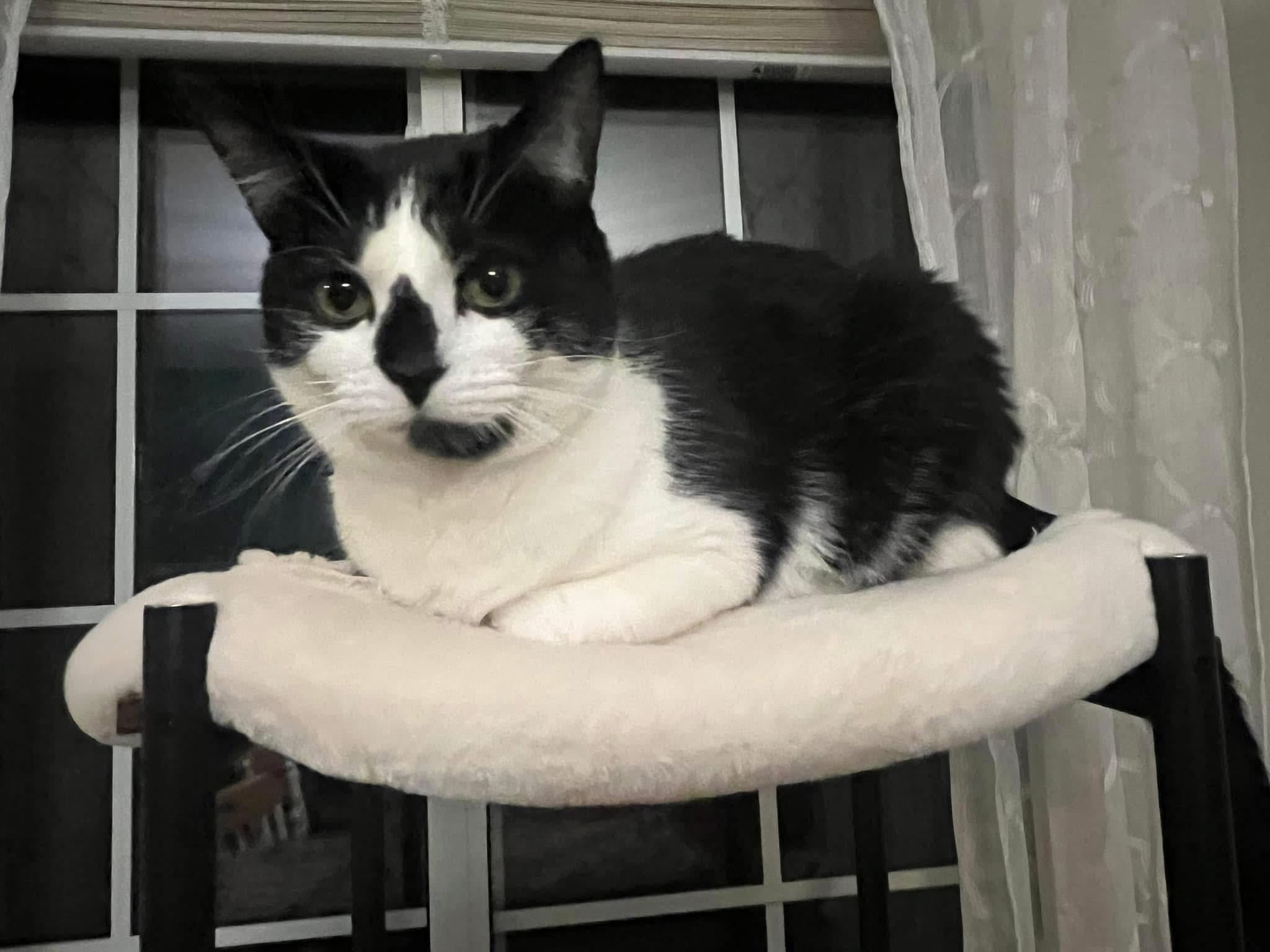 Pepper & Dottie (BONDED SIBLINGS) 4