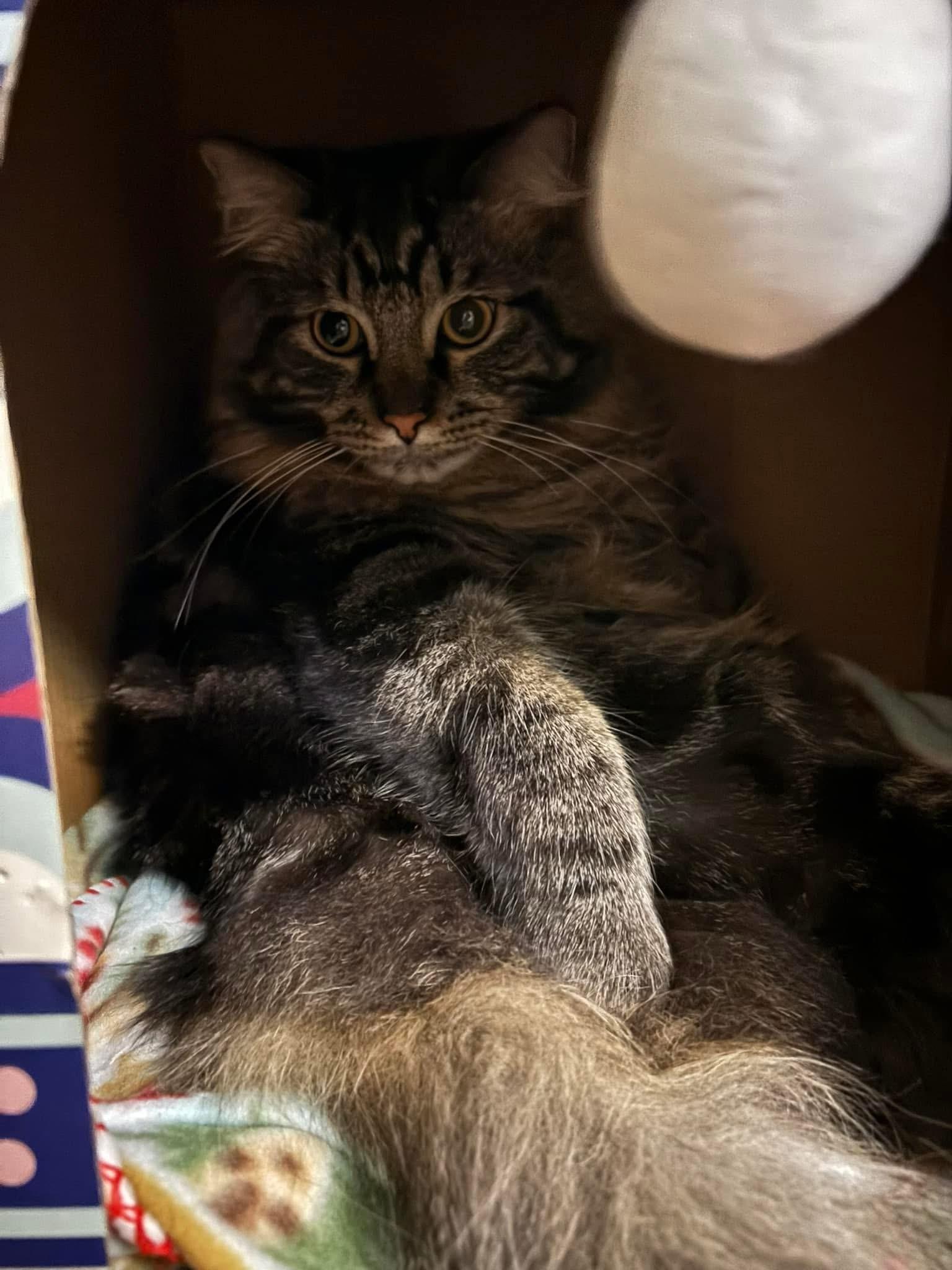 Pepper & Dottie (BONDED SIBLINGS) 5