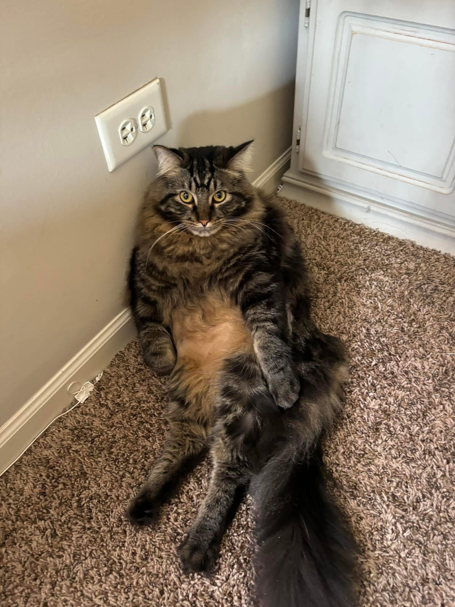 Pepper & Dottie (BONDED SIBLINGS) 6