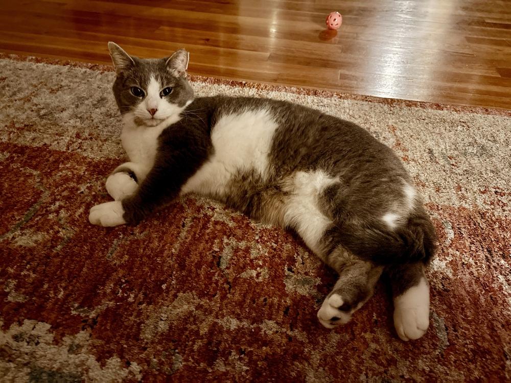 Princess Buttercup, Adoptable, Adult Female Domestic Short Hair & Tabby.