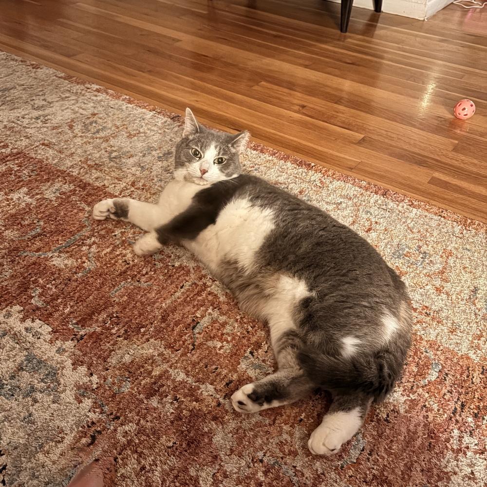 Enlarge Princess Buttercup, a Adoptable mixed breed in Ferndale, MI image 2/6