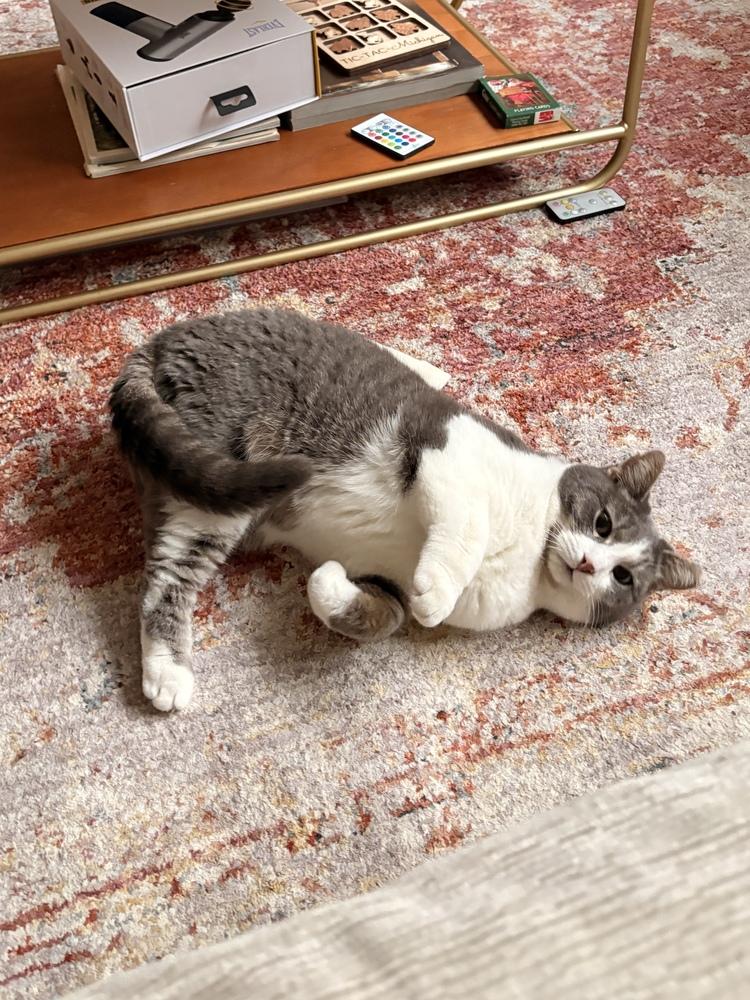 Enlarge Princess Buttercup, a Adoptable mixed breed in Ferndale, MI image 3/6