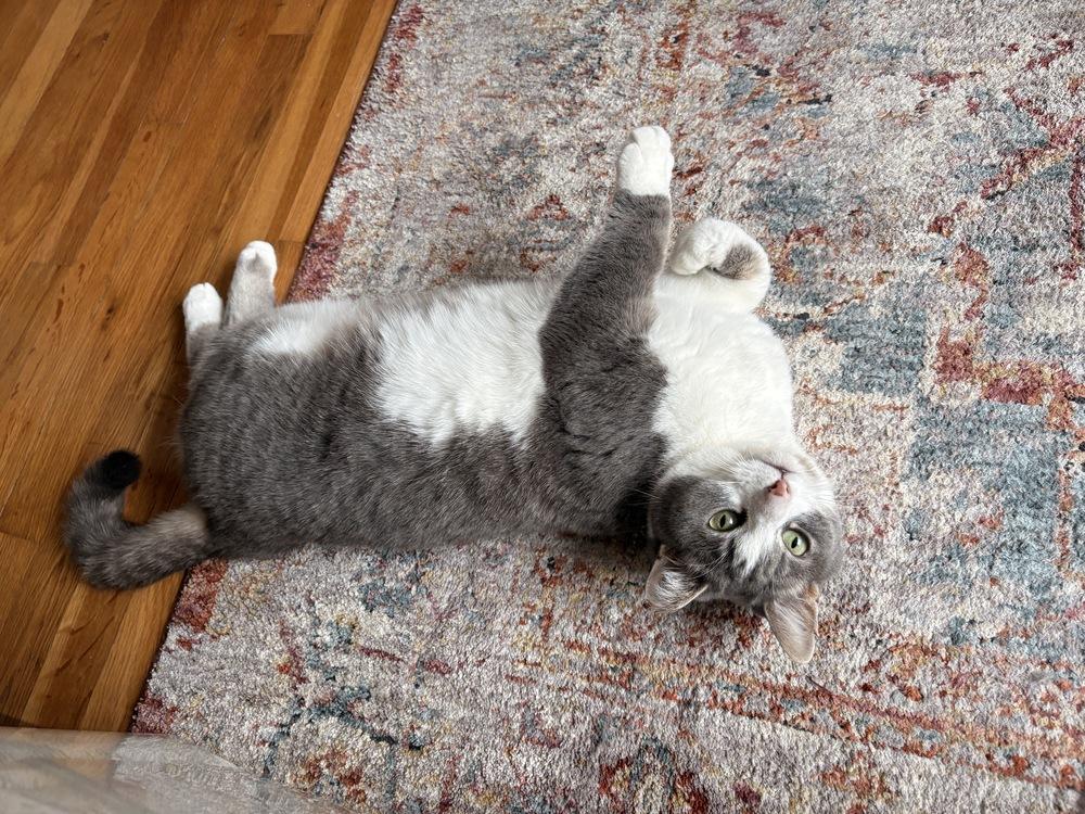 Enlarge Princess Buttercup, a Adoptable mixed breed in Ferndale, MI image 4/6