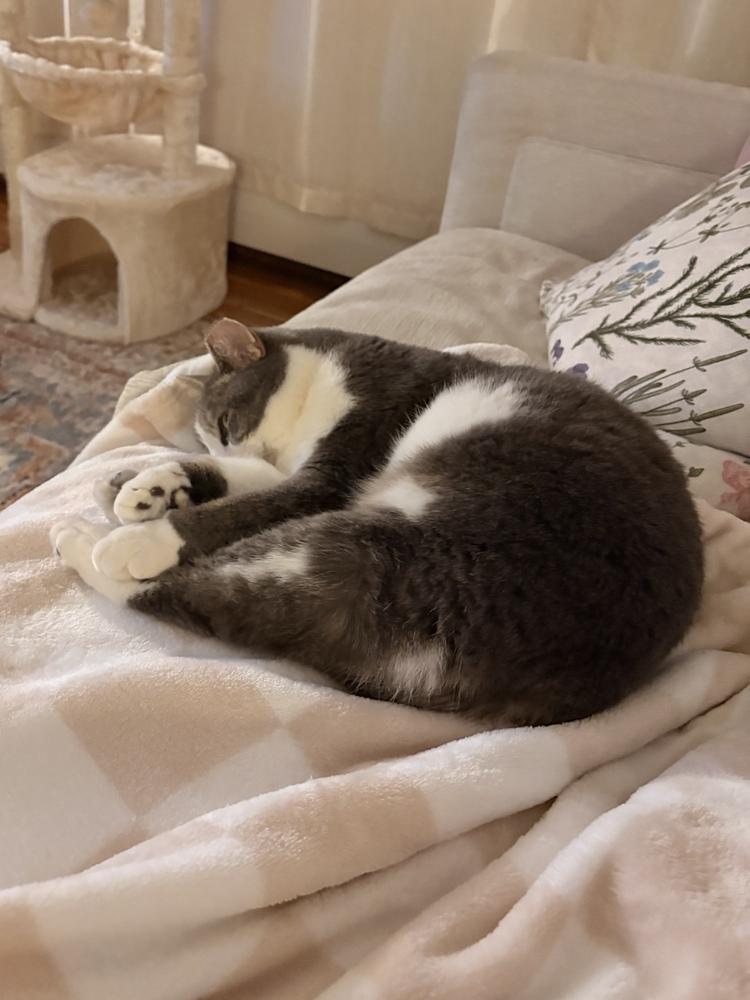 Enlarge Princess Buttercup, a Adoptable mixed breed in Ferndale, MI image 5/6