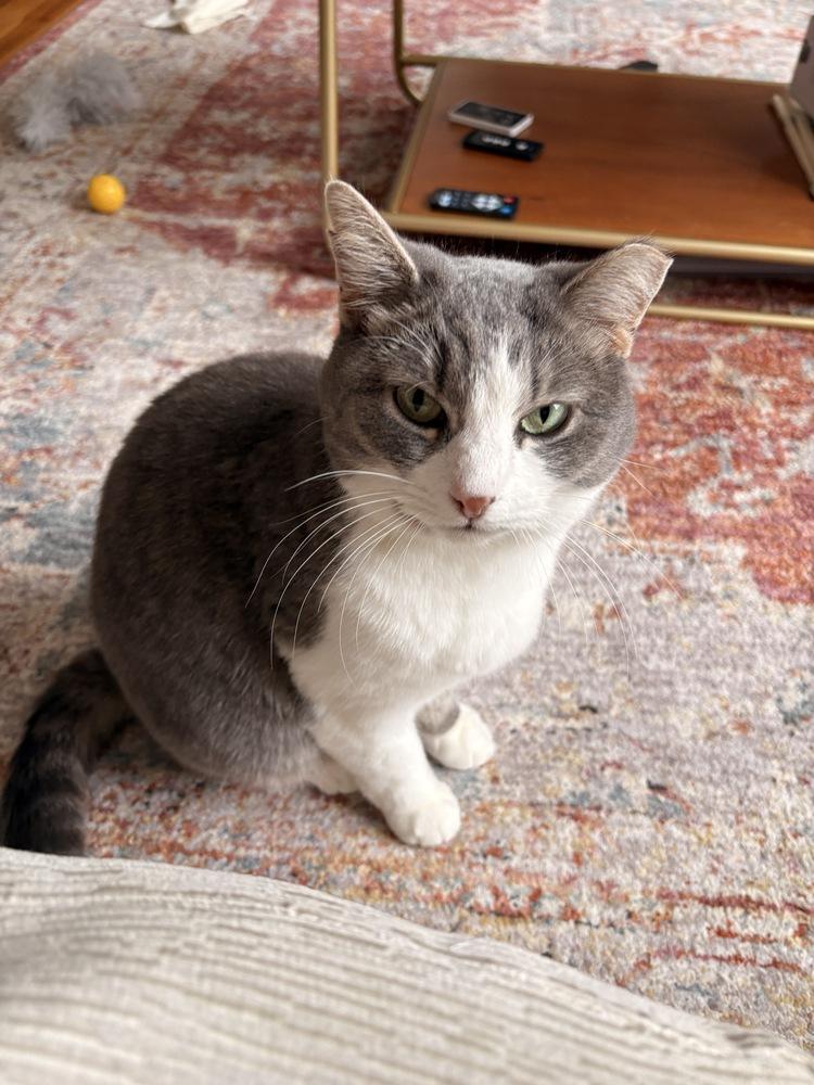 Enlarge Princess Buttercup, a Adoptable mixed breed in Ferndale, MI image 6/6