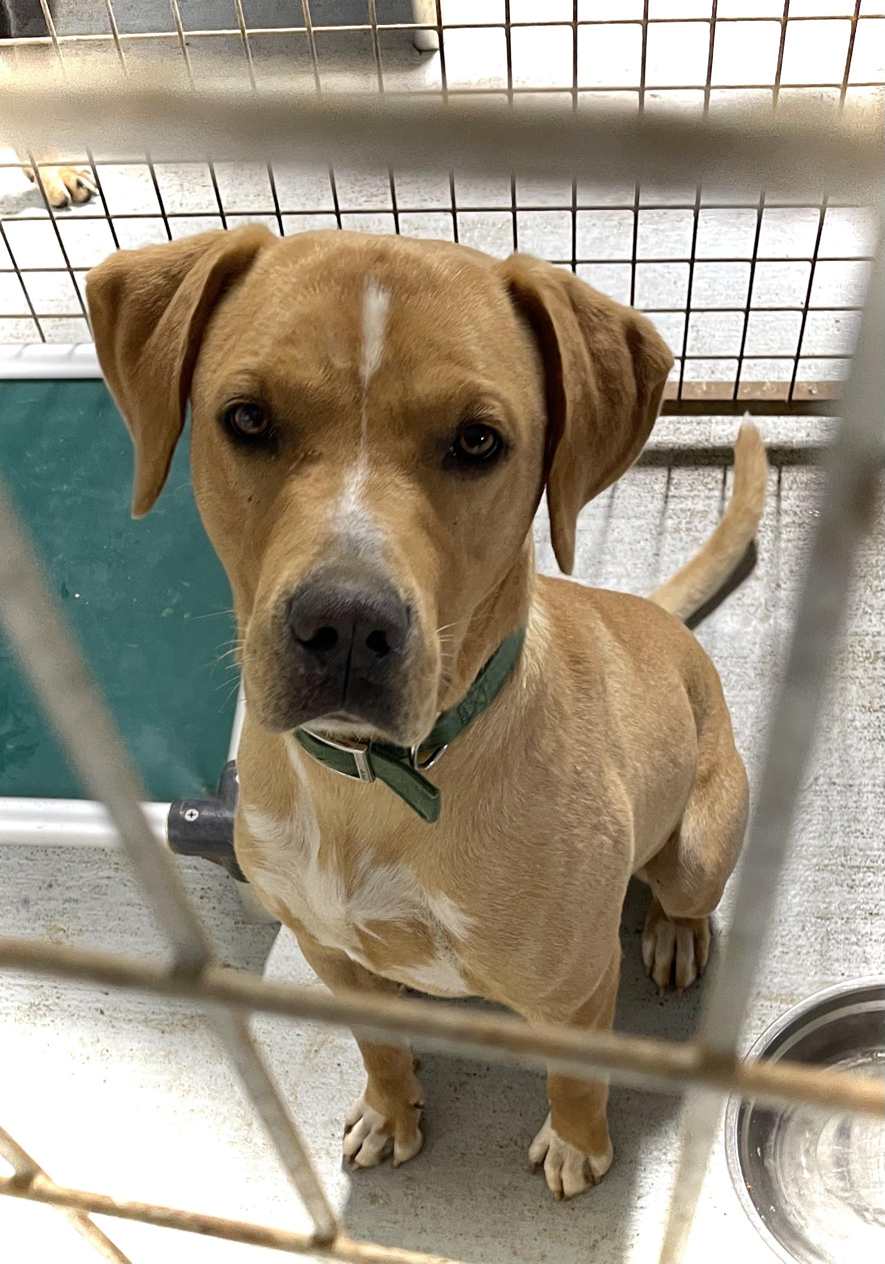 CLYDE, a Adoptable mixed breed image 2/3