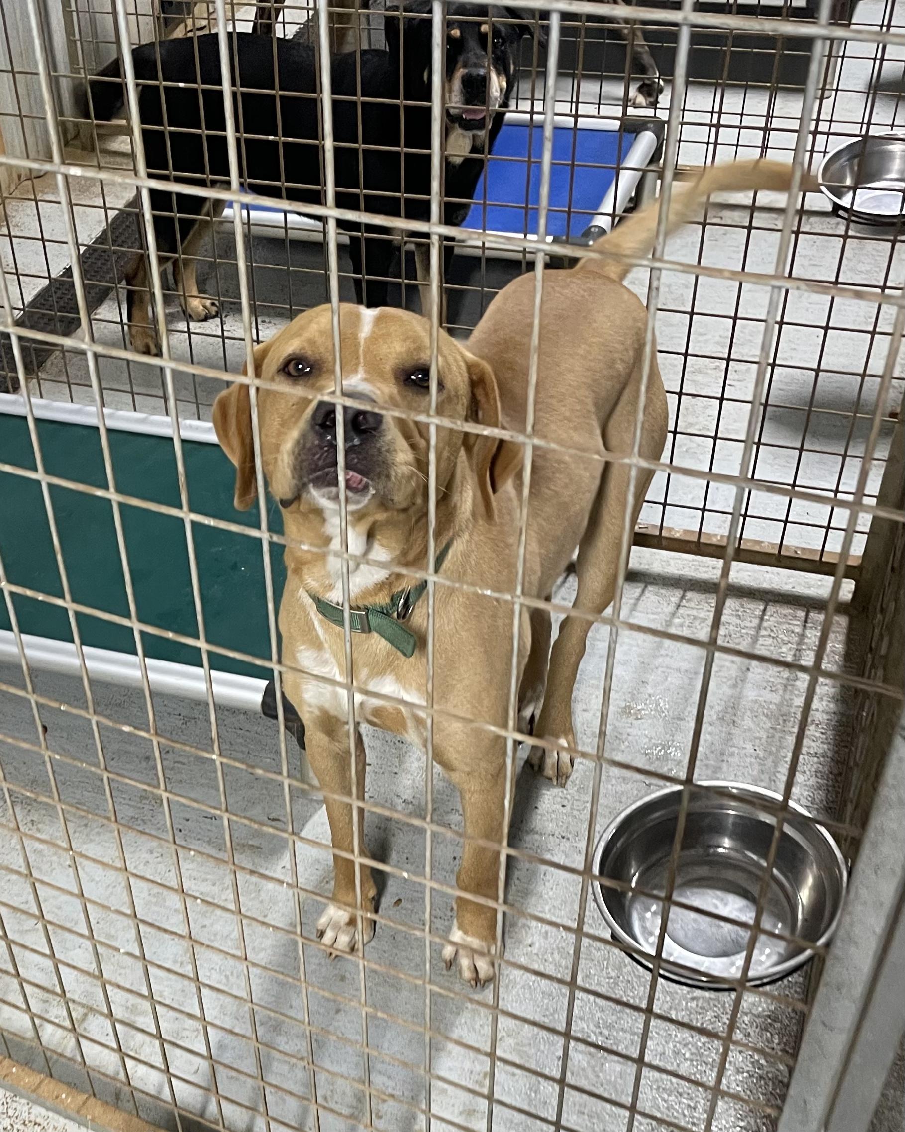 CLYDE, a Adoptable mixed breed image 3/3