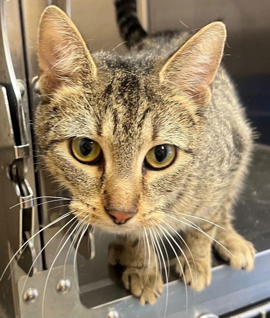 26-19 Meowgaret, Adoptable, Young Female Domestic Short Hair.