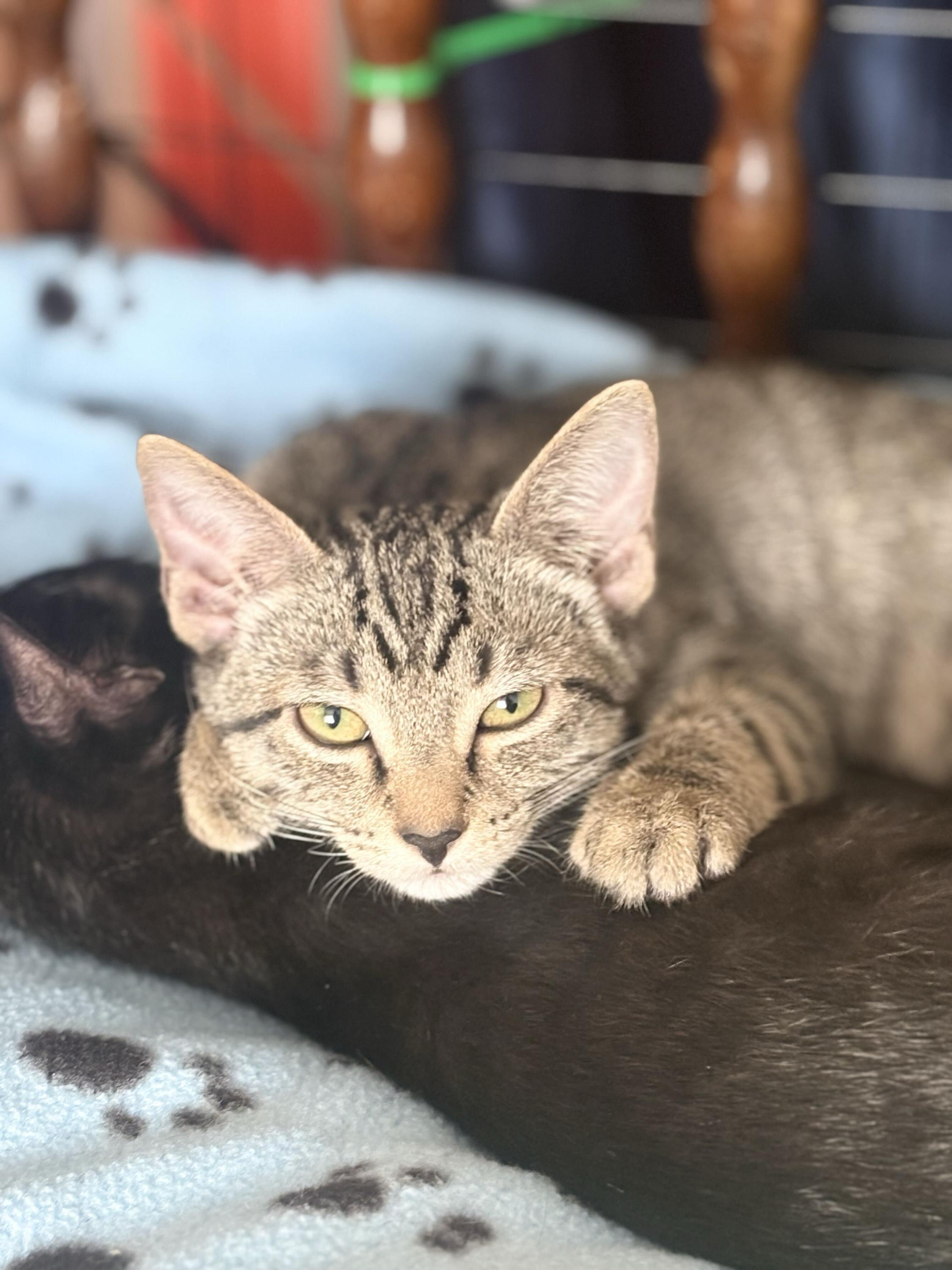 Enlarge Freak and Dandelion, a Adoptable Domestic Short Hair in Seattle, WA image 3/6