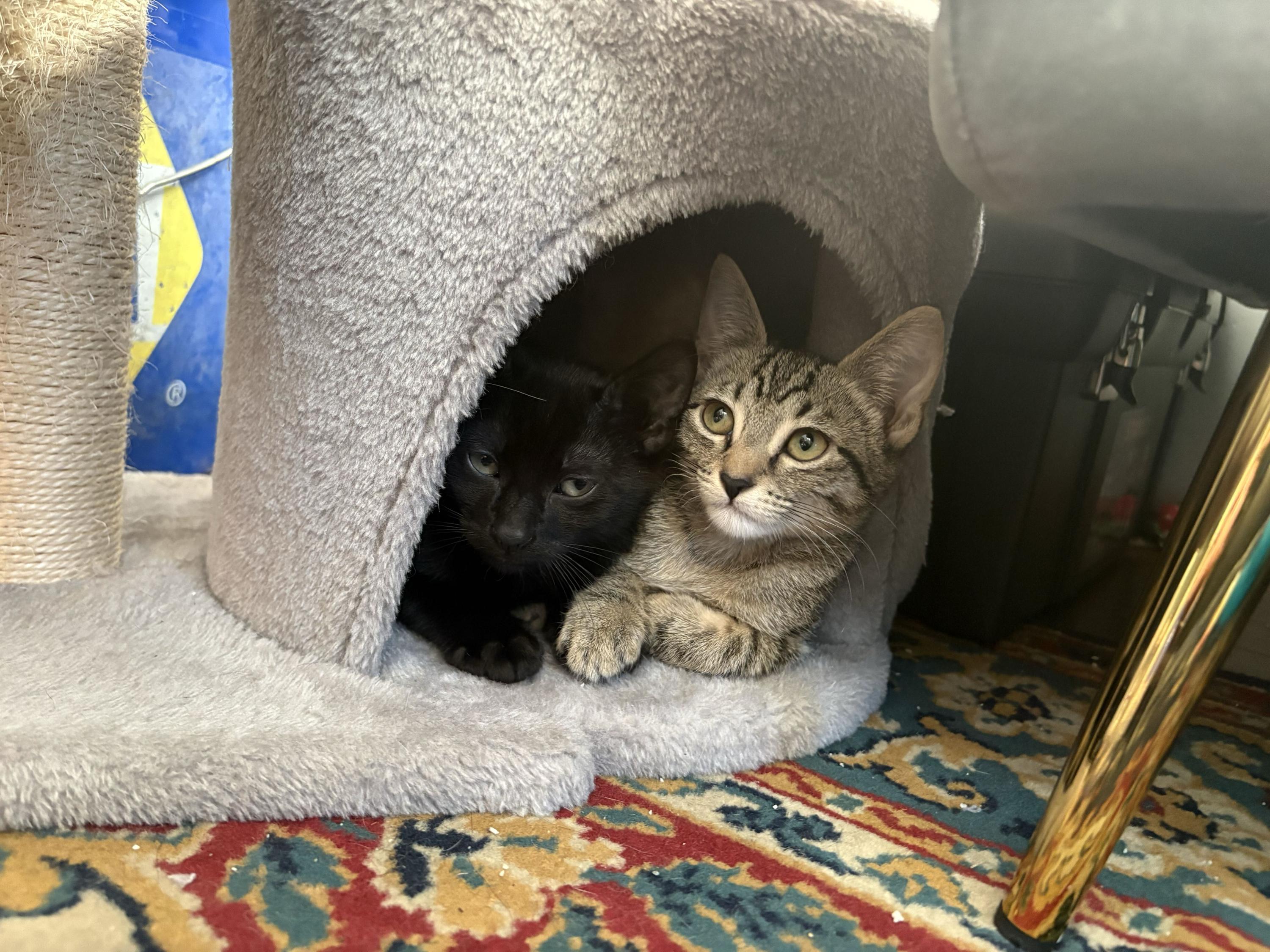 Enlarge Freak and Dandelion, a Adoptable Domestic Short Hair in Seattle, WA image 2/6