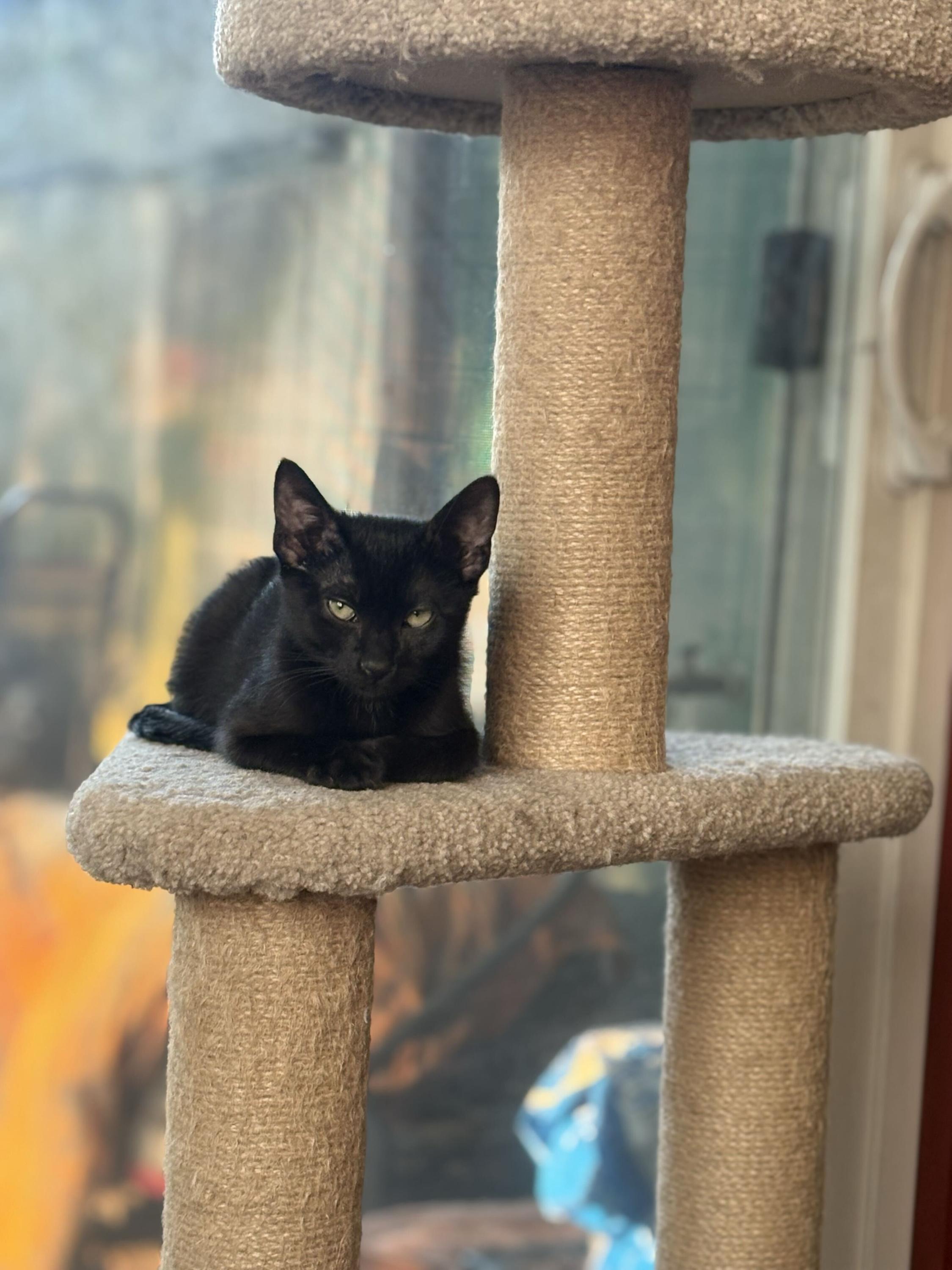 Enlarge Freak and Dandelion, a Adoptable Domestic Short Hair in Seattle, WA image 5/6