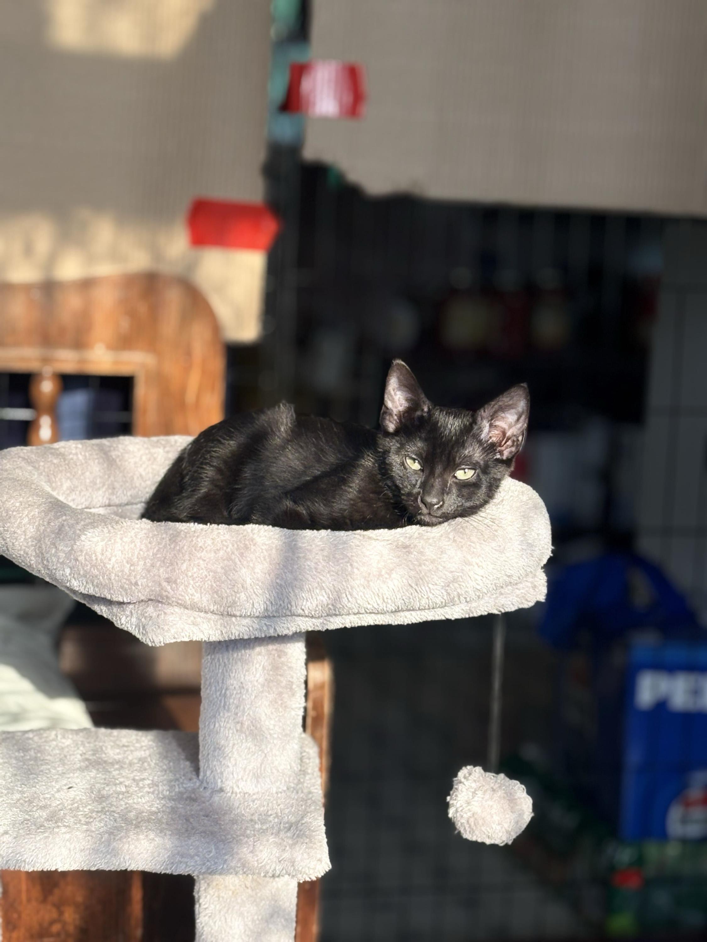 Enlarge Freak and Dandelion, a Adoptable Domestic Short Hair in Seattle, WA image 4/6