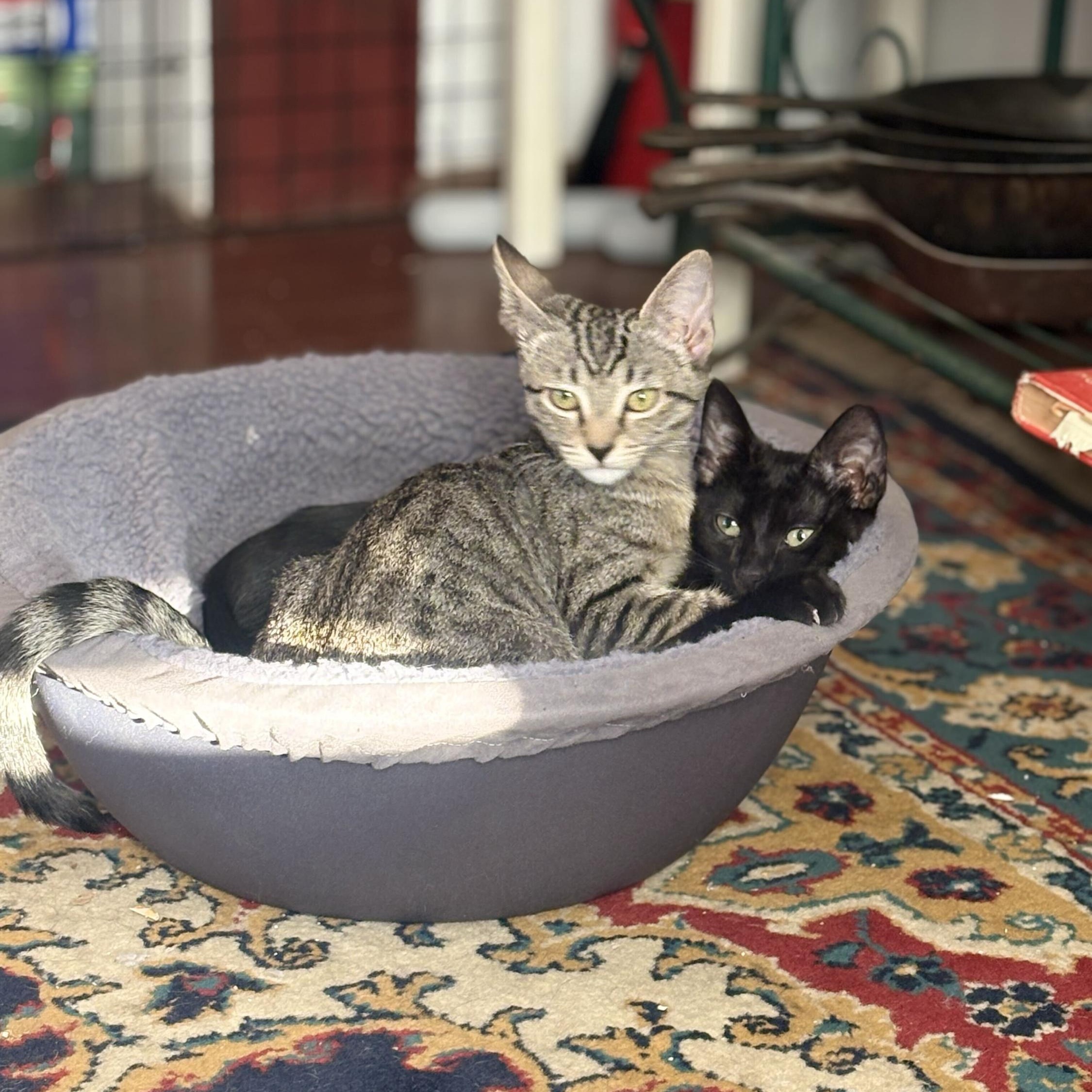 Freak and Dandelion, Adoptable, Kitten Male Domestic Short Hair.