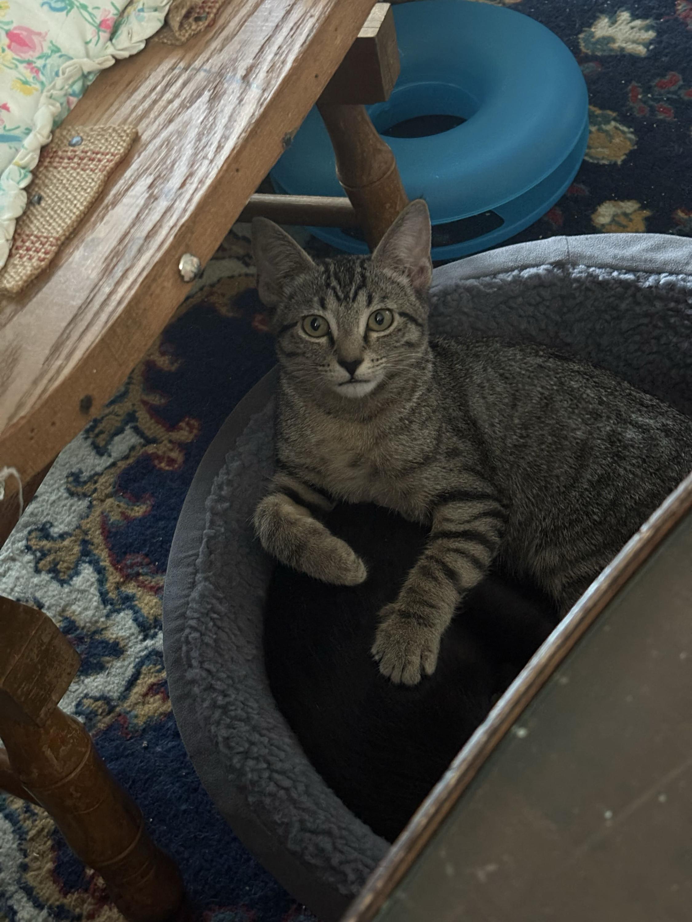 Enlarge Freak and Dandelion, a Adoptable Domestic Short Hair in Seattle, WA image 6/6