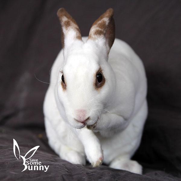 Espi (and Penn), Adoptable, Adult Female Rex.