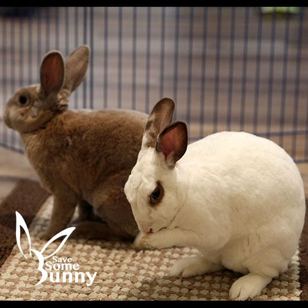 Espi (and Penn), a Adoptable mixed breed in Santa Ana, CA image 5/6