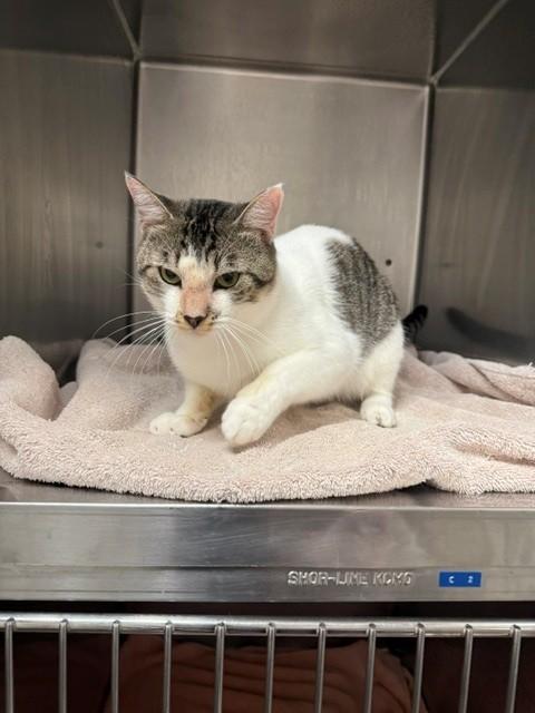Enlarge Robin, a Adoptable Domestic Short Hair in Fayetteville, AR image 3/4