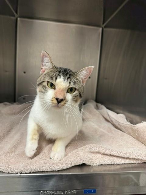 Enlarge Robin, a Adoptable Domestic Short Hair in Fayetteville, AR image 1/4