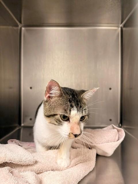 Enlarge Robin, a Adoptable Domestic Short Hair in Fayetteville, AR image 2/4