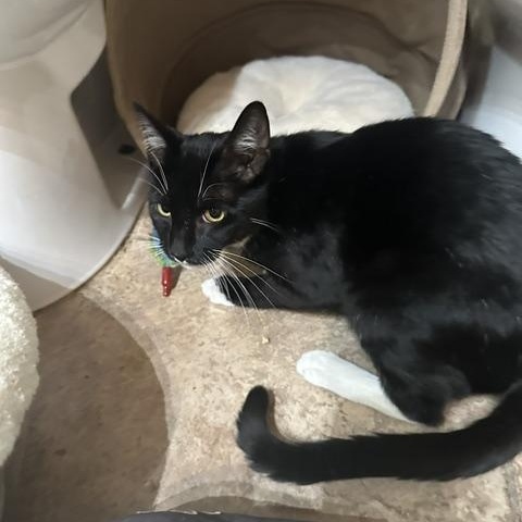 Scout, a ADOPTABLE American Shorthair in North Hollywood, CA image 2/3