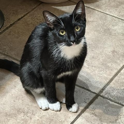 Scout, ADOPTABLE, Kitten Male American Shorthair.