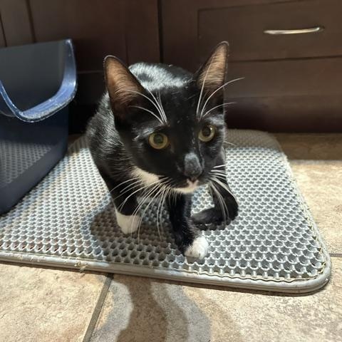 Scout, a ADOPTABLE American Shorthair in North Hollywood, CA image 3/3