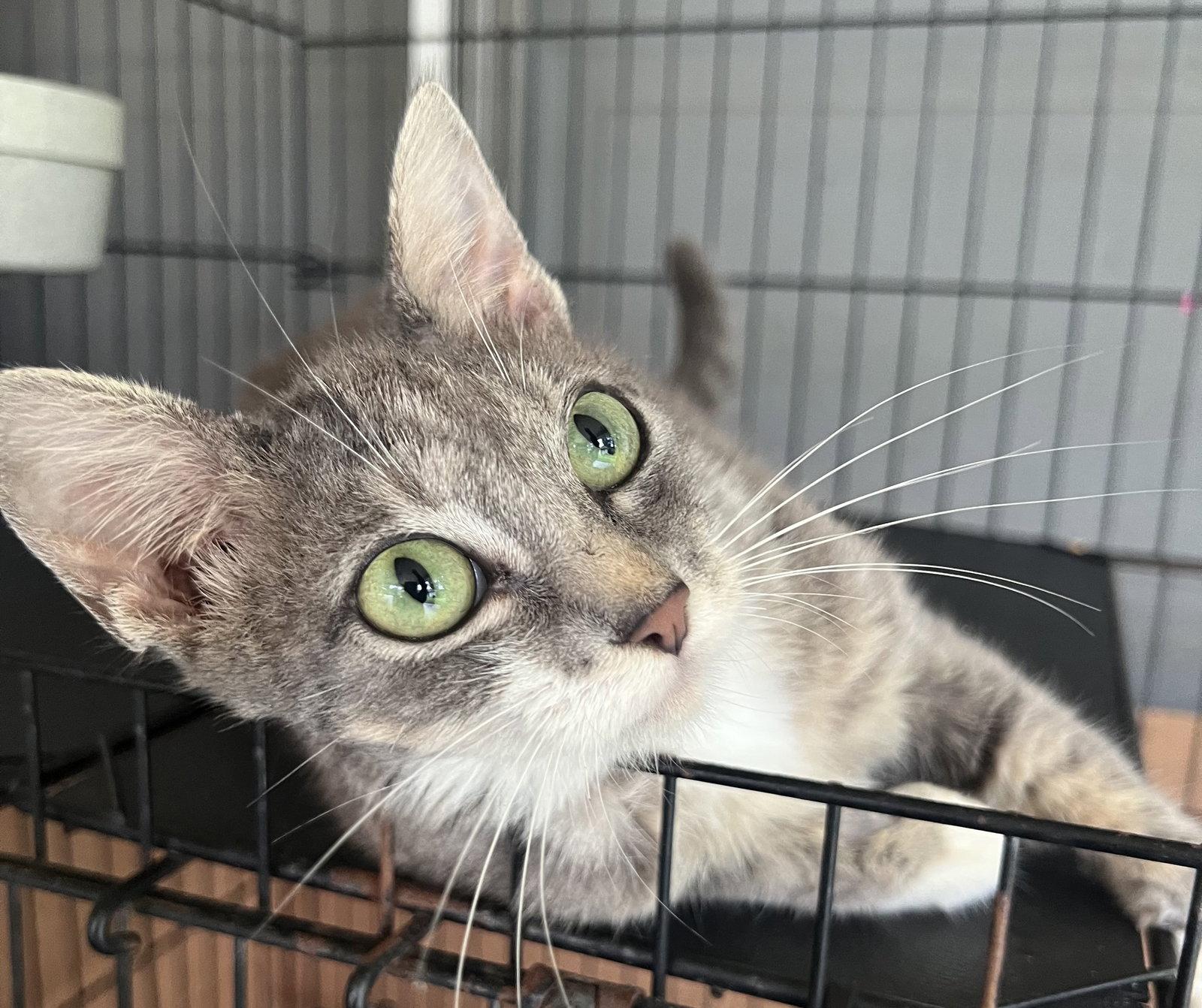 Tessa, Adoptable, Adult Female Domestic Short Hair & Tabby.