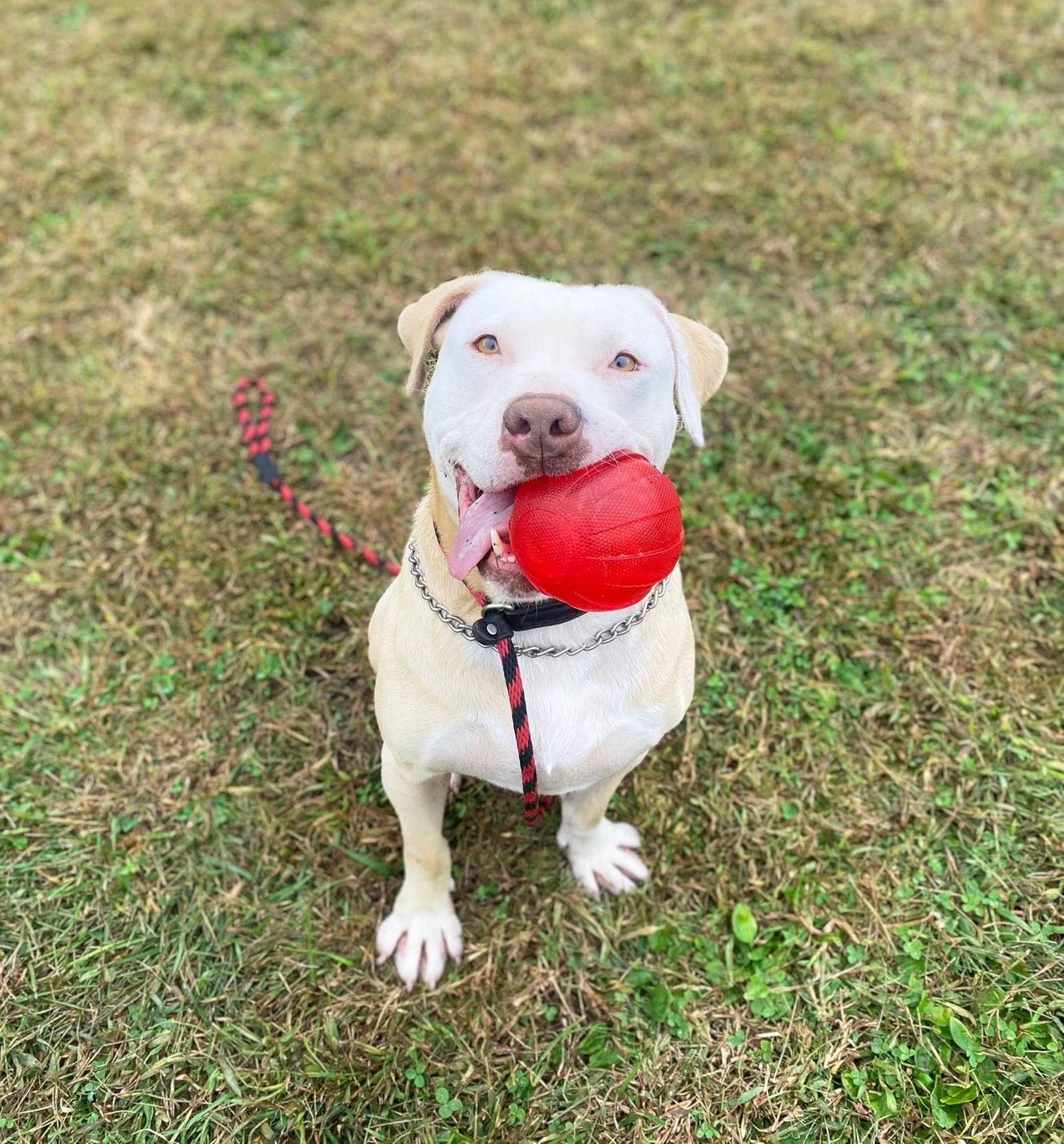 Otto, Adoptable, Young Male Terrier.