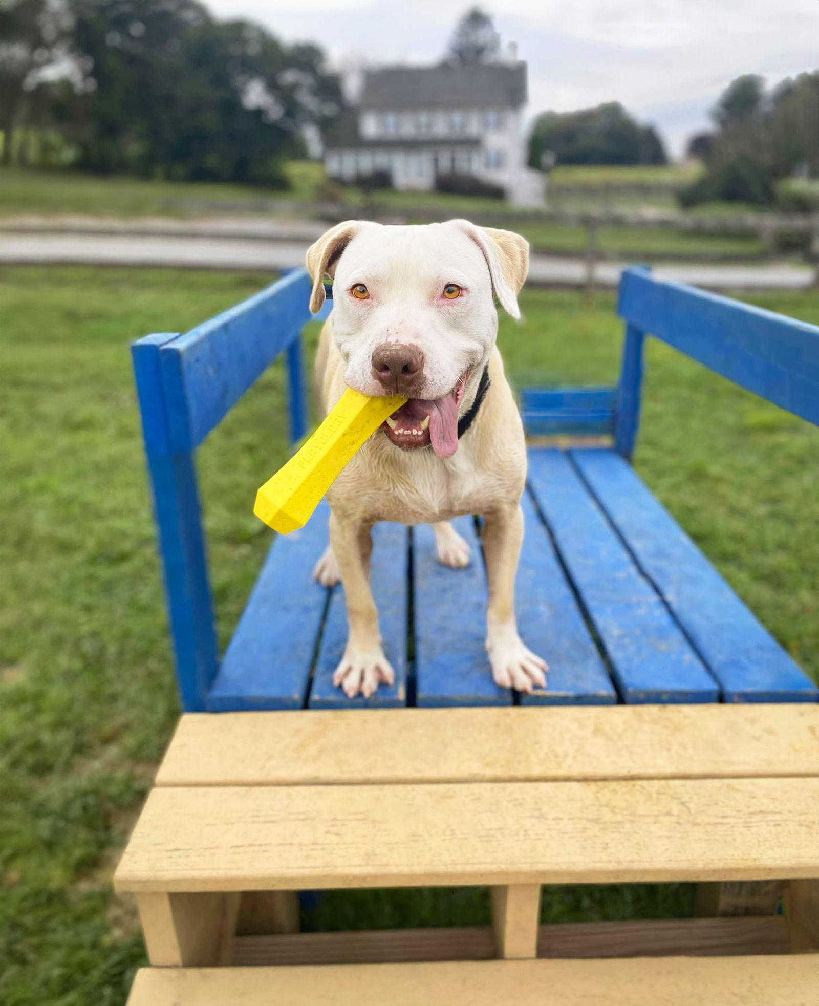 Enlarge Otto, a Adoptable Terrier in Coatesville, PA image 3/3