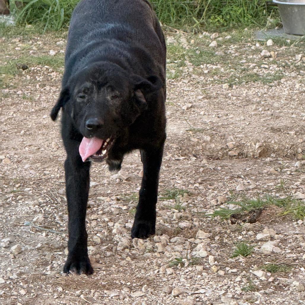 Oakley, Adoptable, Young Female Black Labrador Retriever & Great Pyrenees.