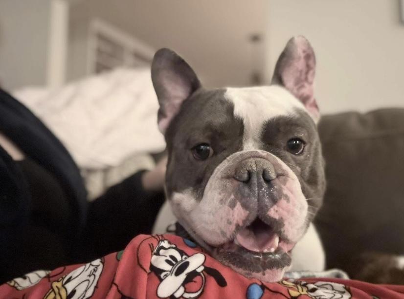 Enlarge Orie, an adopted English Bulldog in Philadelphia, PA image 1/4