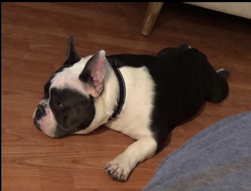 Enlarge Orie, an adopted English Bulldog in Philadelphia, PA image 4/4